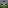 Xinorozi's Minecraft head