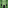 Zucchinifrau's Minecraft head